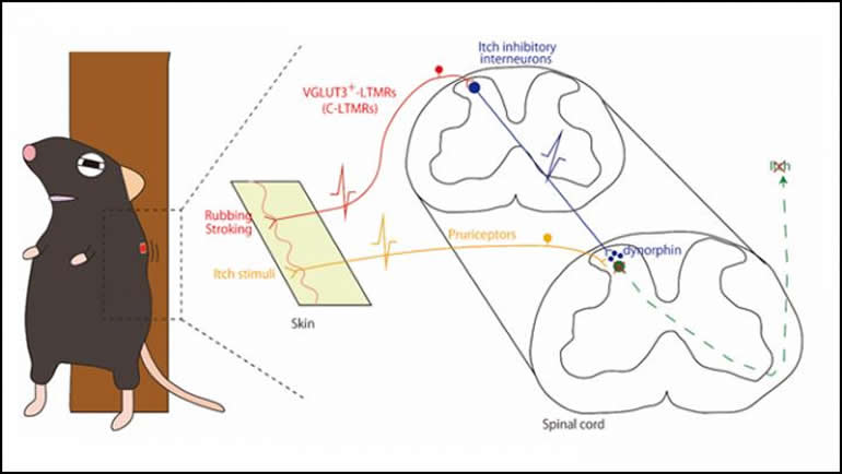 This is a diagram from the study