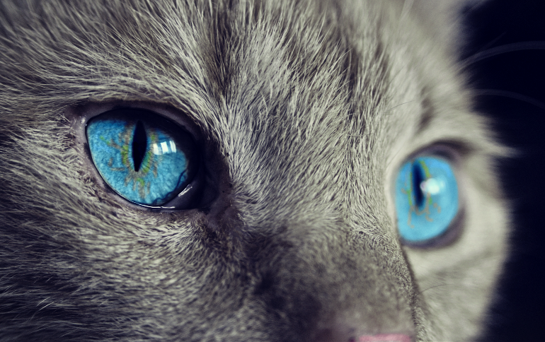 This shows a cat with blue eyes