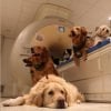 This shows dogs in an fMRI
