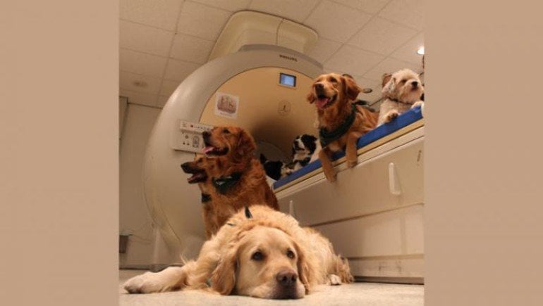 This shows dogs in an fMRI