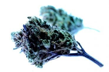 This shows a cannabis bud