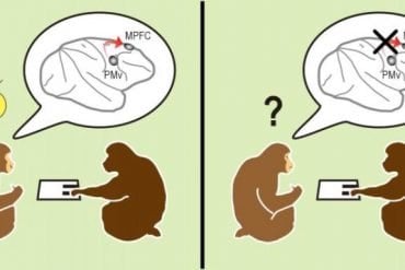 This diagram shows social acting monkeys