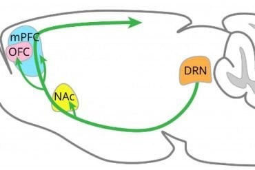 This shows the dopamine network