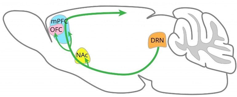 This shows the dopamine network