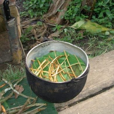This shows ayahuasca tea