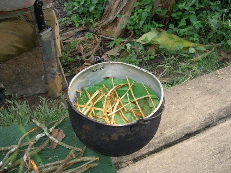 This shows ayahuasca tea