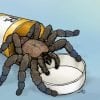 This shows a cartoon of a tarantula