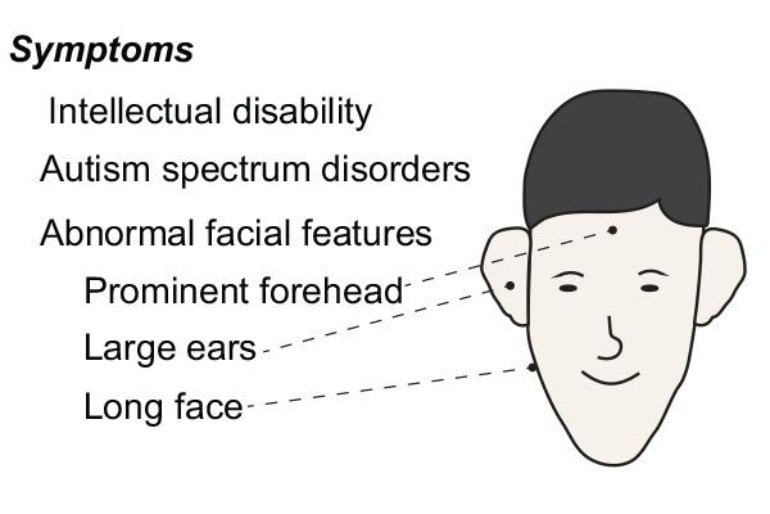 This is a diagram from the study