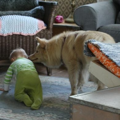 This shows a dog and a baby