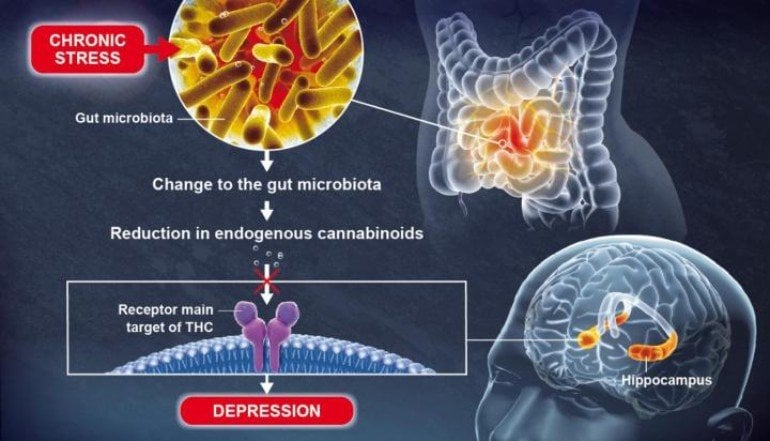 This is a diagram from the study