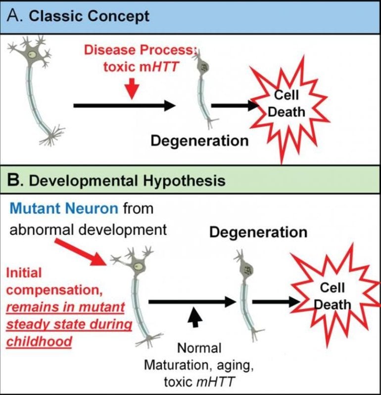 Is Huntington S Disease A Mutation