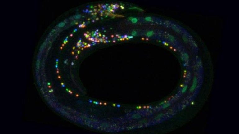 This shows the NeuroPAL work with neurons highlighted