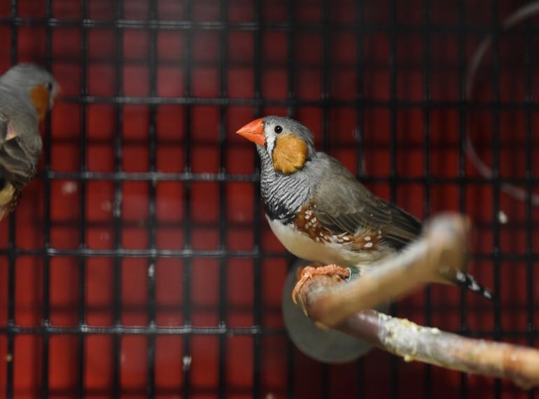 This shows a zebra finch