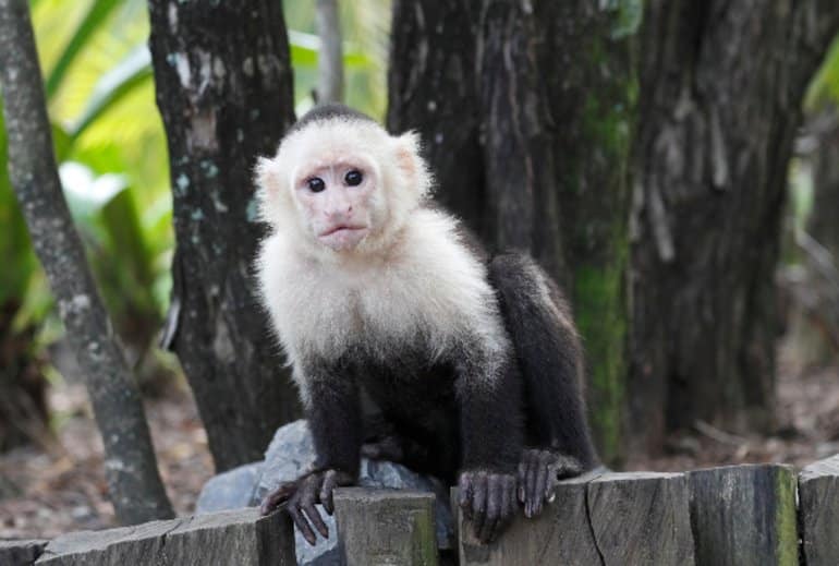 This shows a capuchin monkey