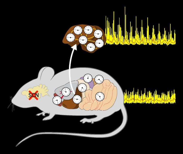 This is a cartoon of a mouse, a brain and lots of clocks