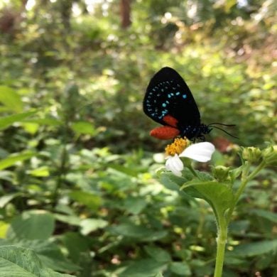 This shows a butterfly on a flower