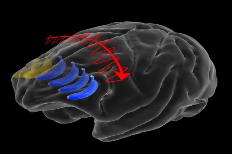This shows how the memory switches in the brain