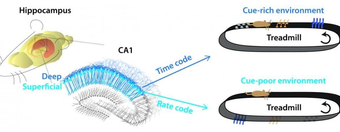 Peeking at the Pathfinding Strategies of the Hippocampus