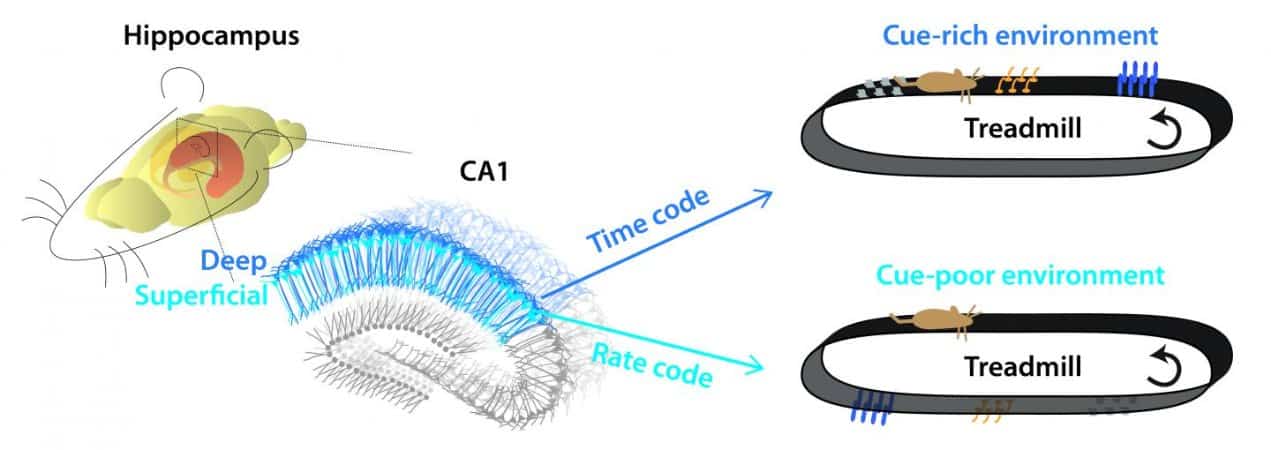 This shows a diagram from the study