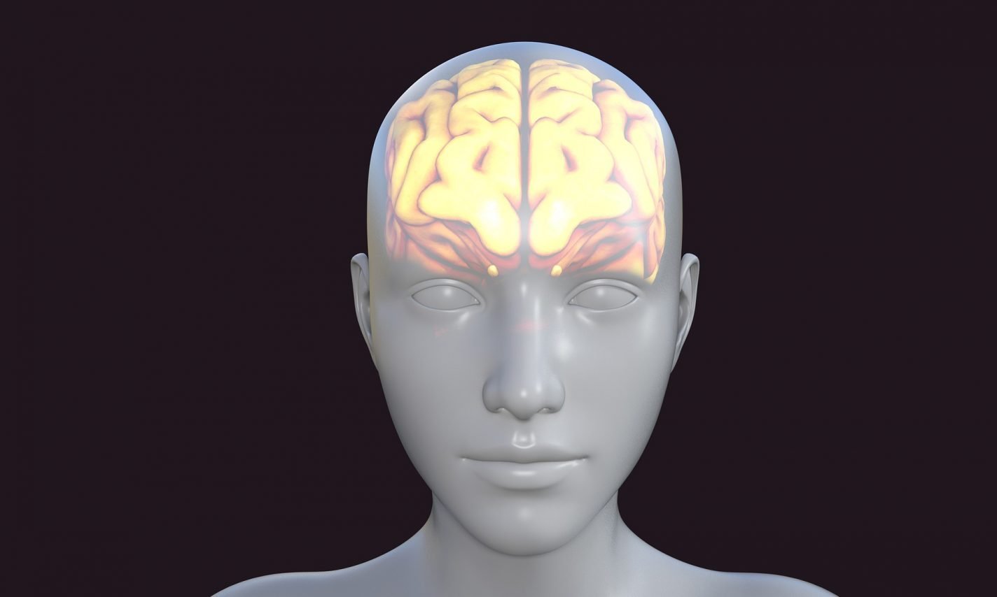 This shows a model of a head with a model of a brain inside