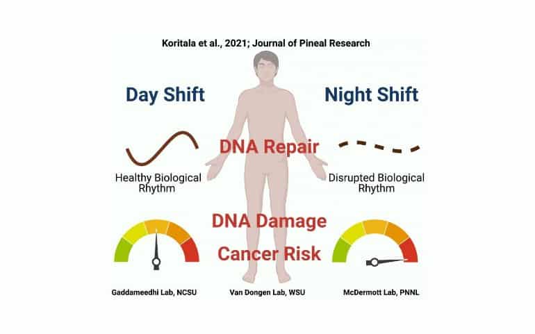 This diagram shows how night shift alters dna and increases cancer risk