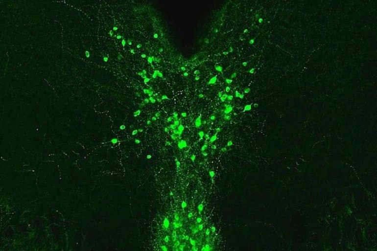 This shows dopamine neurons