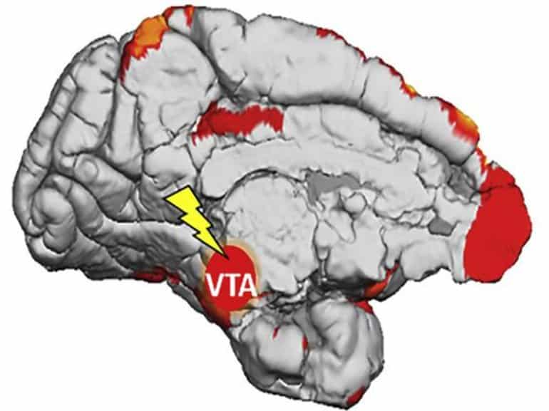 This shows the brain with the VTA highlighted