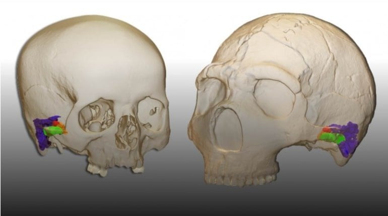 This shows 3D models of skulls