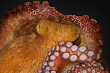 This shows a sleeping octopus