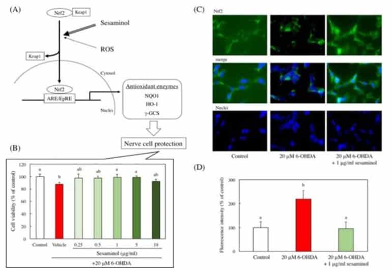 sesaminol-parkinsons-neuroscinces.jpeg