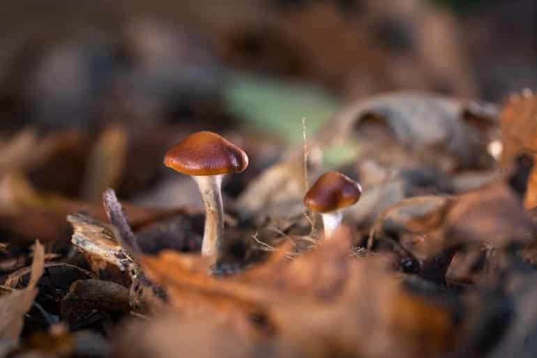 This shows wild psilocybin cyanescens mushrooms