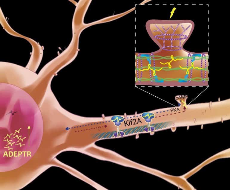 This is a diagram of a neuron