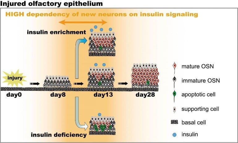 This is a diagram from the study