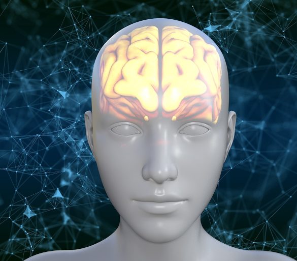 This shows a model of a head and a brain