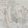Isso mostra o desenho de uma criança de árvores e animais