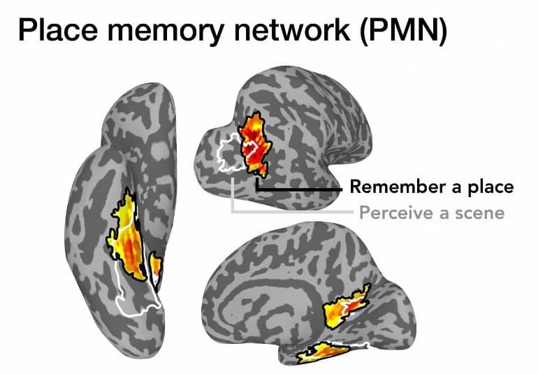This shows different areas of the brain highlighted where the memories occur