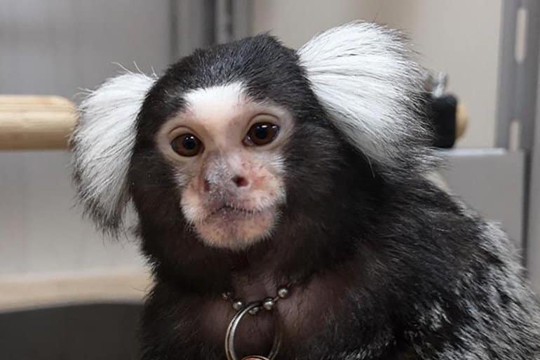 This shows a marmoset