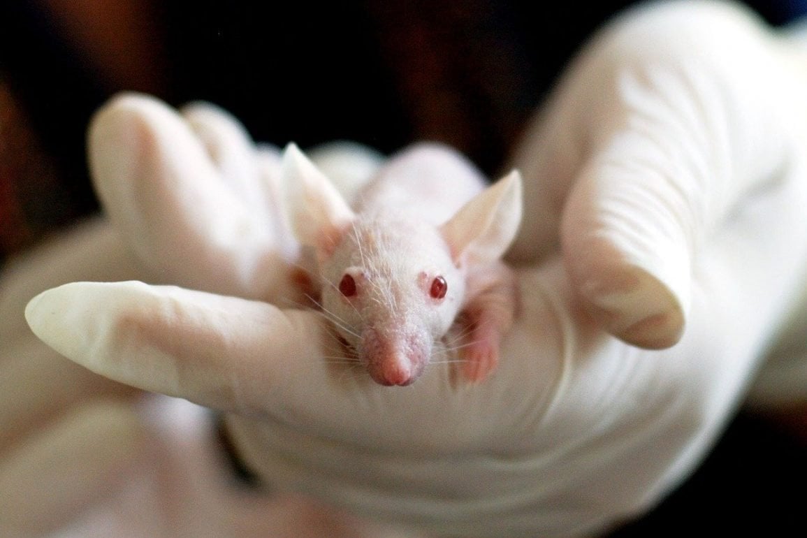 This shows a gloved hand gently holding a mouse