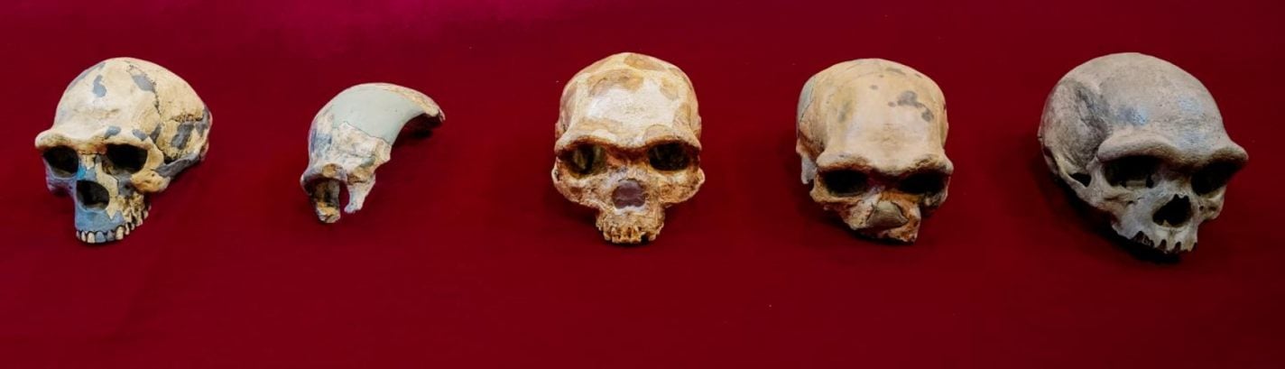 This shows a collection of skulls