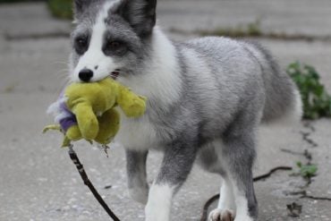 This shows a silver and white fox with a toy in his mouth