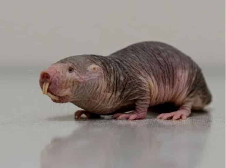 This is a naked mole rat