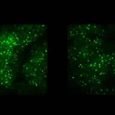 This shows PV and SOM neurons