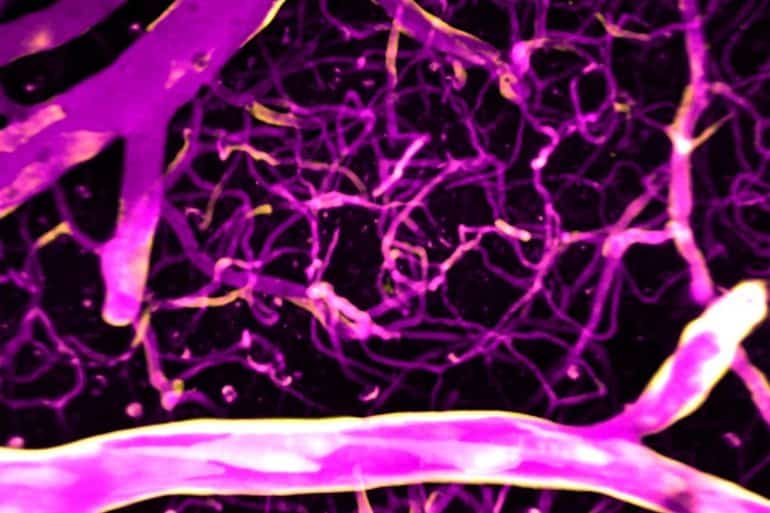 This shows calcium directing blood flow in the brain