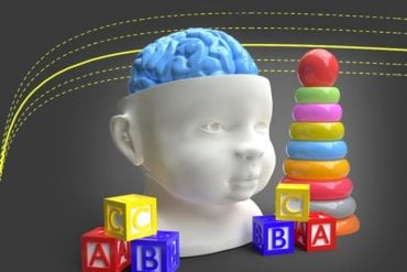 This shows a model of a child's head and building blocks