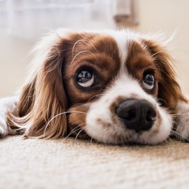 This shows an adorable puppy with big eyes