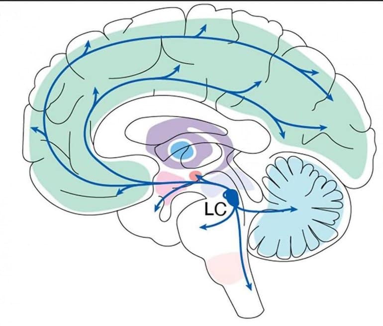 This shows the location of the LC in the brain
