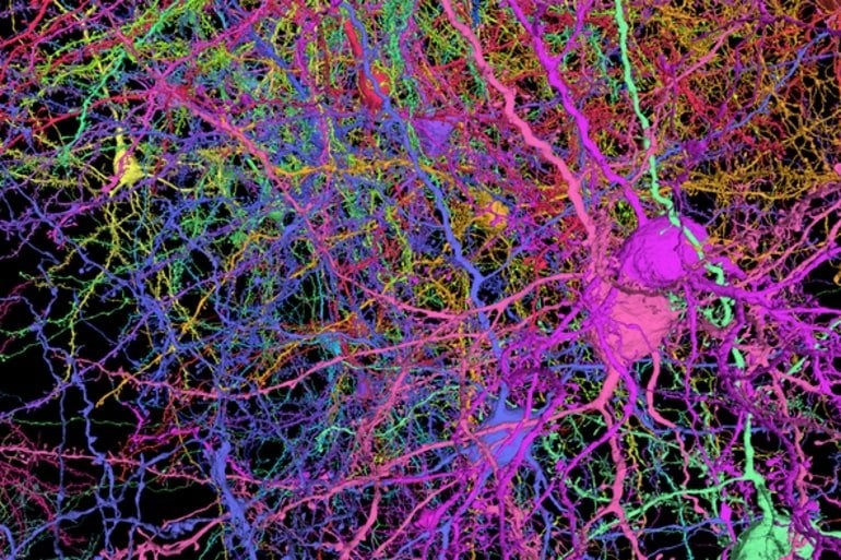 This shows a 3D rendering of neurons from the dataset