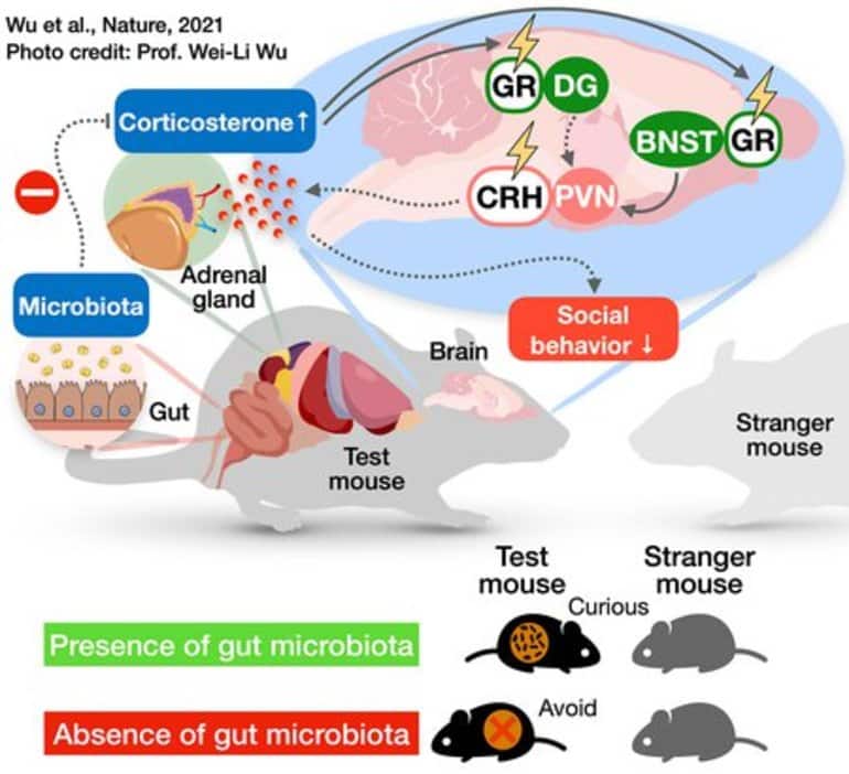 This is a diagram from the study