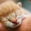 This shows a newborn kitten with its eyes closed