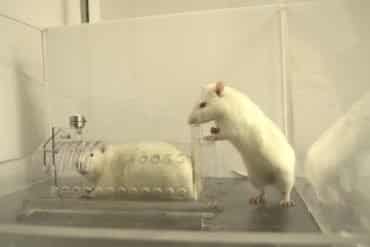 This shows two white rats. One is trapped in a box, the other looks as though he is trying to help the other rat get out of the box